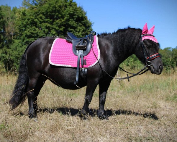 Zuchtstute Femke van het Kruuthuus (Shetland Pony, 2012, von Berno van de Pelgrim)