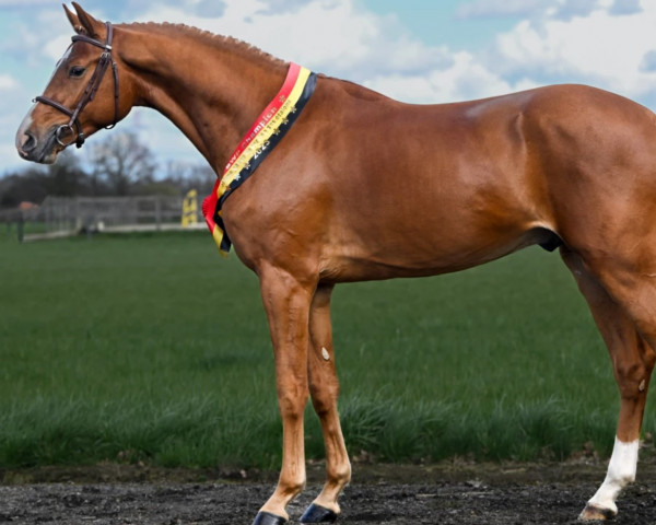 Springpferd Ultra Star JM (Belgisches Warmblut, 2020, von Ermitage Kalone)