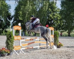 jumper Bambi Royal (Westphalian, 2016, from Bellini Royal)