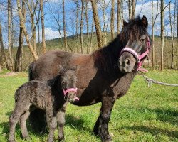 Pferd Fantasia von der Marien-Quelle (Shetland Pony, 2021, von Kapsones van Stal het Noordereind)