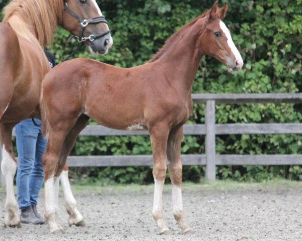 jumper Umberta Optima (Belgian Warmblood, 2020, from Ermitage Kalone)