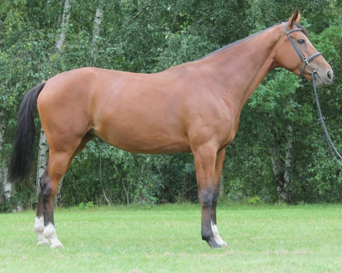 broodmare Qamar Optima (Belgian Warmblood, 2016, from Udarco van Overis)