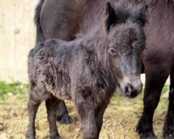 horse Kingsman von der Marien-Quelle (Shetland Pony, 2022, from Kapsones van Stal het Noordereind)