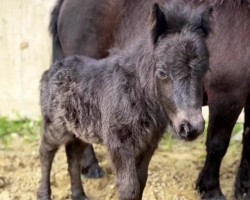 Pferd Kingsman von der Marien-Quelle (Shetland Pony, 2022, von Kapsones van Stal het Noordereind)