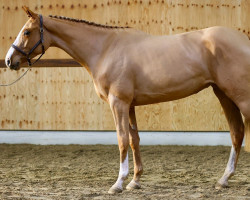 Springpferd Umbrella Dwerse Hagen (Belgisches Warmblut, 2020, von Ermitage Kalone)