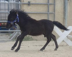 Pferd Kleiner Blitz von der Marien-Quelle (Shetland Pony, 2023, von Kapsones van Stal het Noordereind)