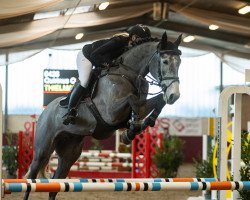 jumper Quirinus Quirrell (Oldenburg show jumper, 2019, from Quim 2)