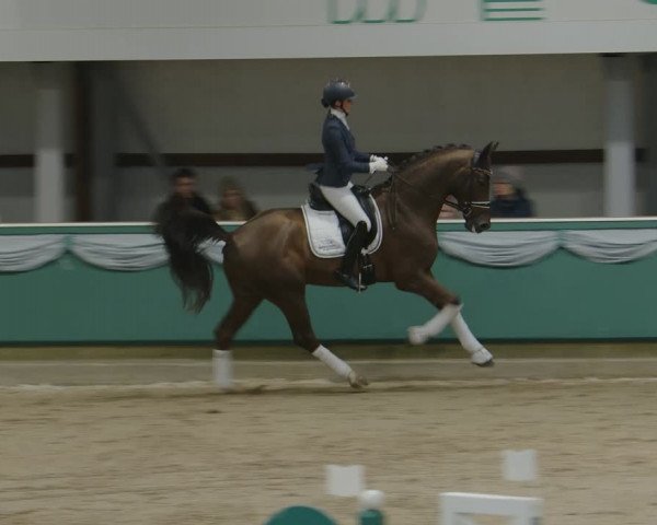 Hengstschau Gahlen 2024