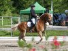 dressage horse Sonnenkönig 2 (Haflinger, 2012, from Selection)