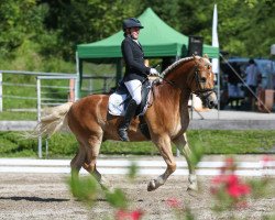 Dressurpferd Sonnenkönig 2 (Haflinger, 2012, von Selection)