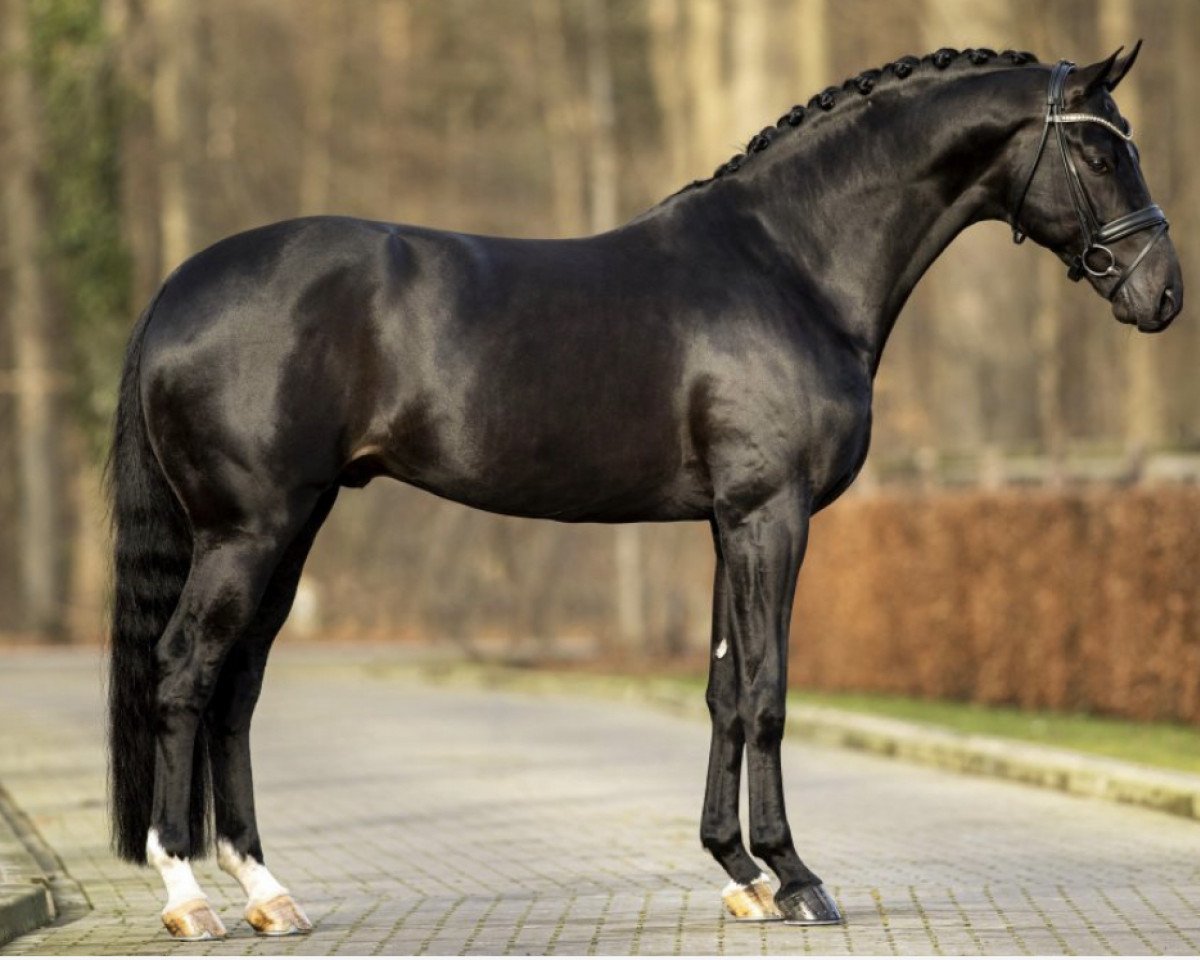 Deckhengst Fontaine TN (Hannoveraner, 2015, von Finest)