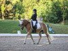 dressage horse Sterntaler 8 (Haflinger, 2015)