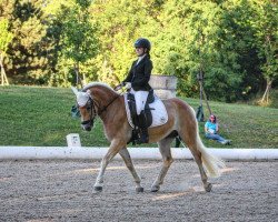 dressage horse Sterntaler 8 (Haflinger, 2015)