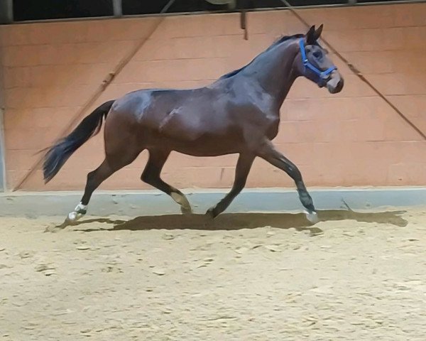 dressage horse Stute von De Beau / Totilas (Westphalian, 2019, from De Beau)