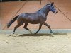 dressage horse Stute von De Beau / Totilas (Westphalian, 2019, from De Beau)