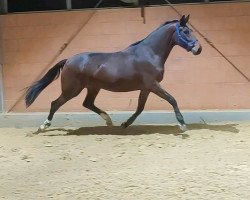 Pferd Stute von De Beau / Totilas (Westfale, 2019, von De Beau)