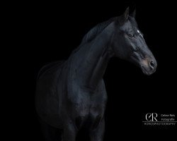 dressage horse Scarletto (Württemberger, 2002, from Sandro Hit)