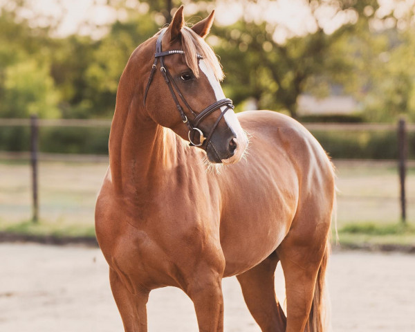 jumper Up For Fun Jdw (Belgian Warmblood, 2020, from Ermitage Kalone)