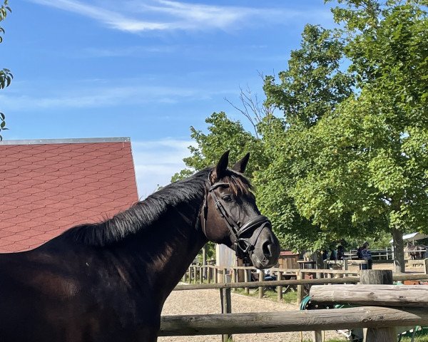 Zuchtstute Vincenza (Trakehner, 2015, von Grimani)