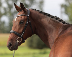 jumper Prescendo (Belgian Warmblood, 2015, from Crescendo)