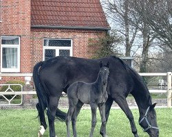 dressage horse Semillon (Trakehner, 2022, from E.H. Millennium)