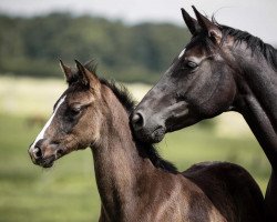 dressage horse Finest Selection RN (Trakehner, 2021, from Imperio 3)