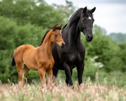 dressage horse Soley B (Trakehner, 2023, from Kenneth)