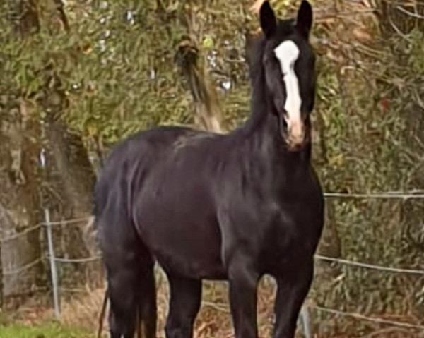 horse Elsa (Sachs-door. Heavy Warmbl., 2015, from Lombardino)