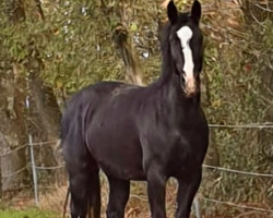 Pferd Elsa (Sächs.-Thür. Schweres Warmbl., 2015, von Lombardino)