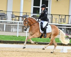 Dressurpferd Agassi (Haflinger, 2017, von Amore Mio)