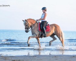 broodmare Gambrina (Haflinger, 2004)