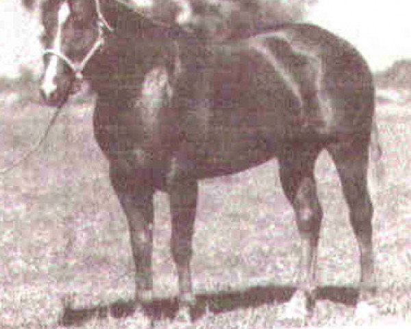 Deckhengst Olee San (Quarter Horse, 1955, von Leo San)