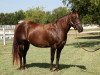 broodmare Leolita Step (Quarter Horse, 1989, from Forty Seven)