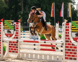 jumper Barna Busy (Pony without race description, 2010)