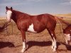 Zuchtstute Big Baldy (Paint Horse, 1973, von Powder River Red)