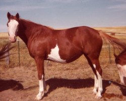 Zuchtstute Big Baldy (Paint Horse, 1973, von Powder River Red)