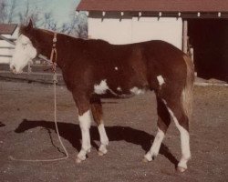 Deckhengst Powder River Red (Paint Horse, 1967, von Dine Me xx)