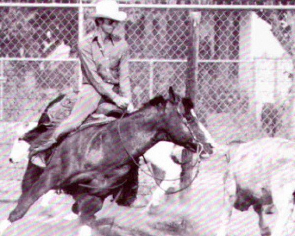 stallion Wild Wasp (Quarter Horse, 1969, from Gay Bar King)