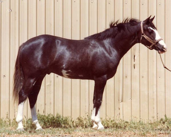 stallion Wild Man (Paint Horse, 1975, from Wild Wasp)