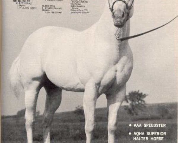 Deckhengst Me Quick To (Quarter Horse, 1965, von Quick M Silver)