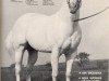 Deckhengst Me Quick To (Quarter Horse, 1965, von Quick M Silver)