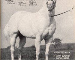 stallion Me Quick To (Quarter Horse, 1965, from Quick M Silver)