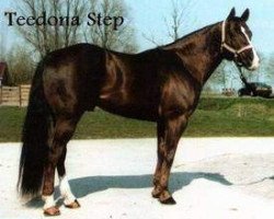 Deckhengst Teedona Step (Quarter Horse, 1988, von Solanos Peppy San)