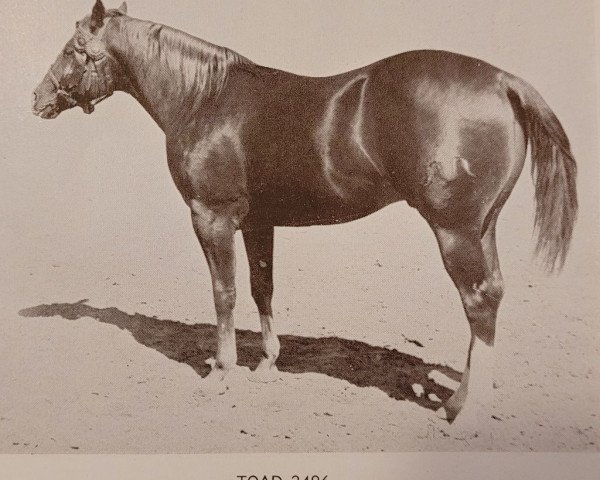 Deckhengst Toad (Quarter Horse, 1943, von Spencer)