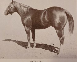 stallion Toad (Quarter Horse, 1943, from Spencer)