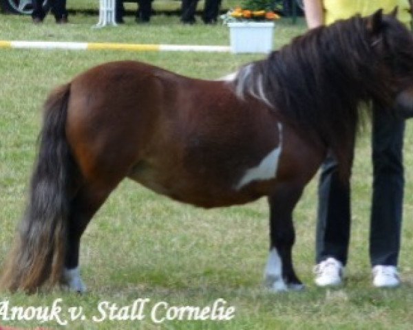 broodmare Anouk v. stal Cornelie (Shetland pony (under 87 cm), 2007, from Jasper van 't Heidepark)
