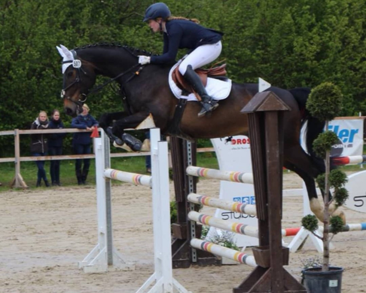 Springpferd Lavallo 16 (Westfale, 2003, von Lancer III)