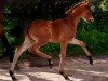 dressage horse Stute von Danone / Rockefeller (Oldenburg, 2022, from Danone 4)