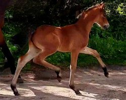 dressage horse Stute von Danone / Rockefeller (Oldenburg, 2022, from Danone 4)