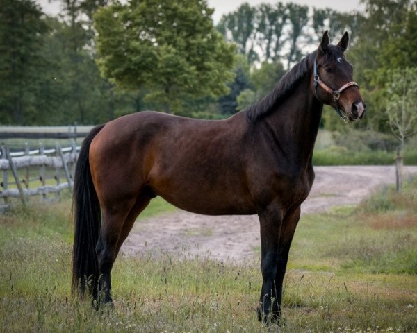 Dressurpferd Tri State Corner (Oldenburger, 2018, von Total Spezial)